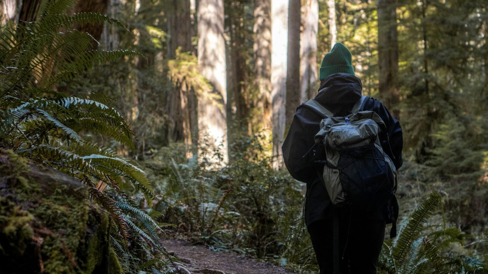 Hiker walking on a forest trail in the Pacific Northwest