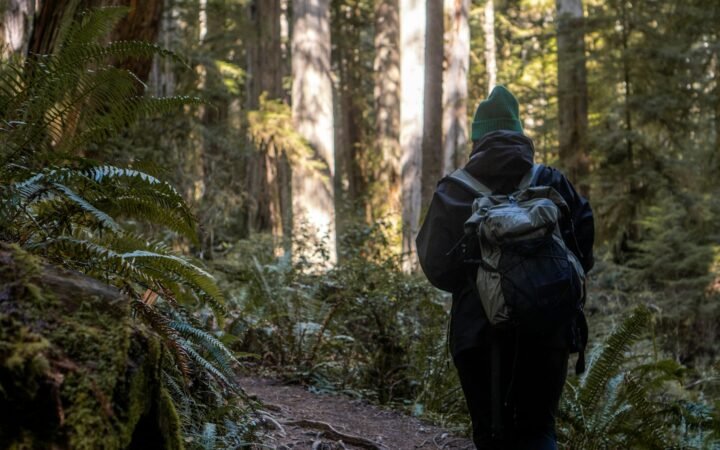 Hiker walking on a forest trail in the Pacific Northwest